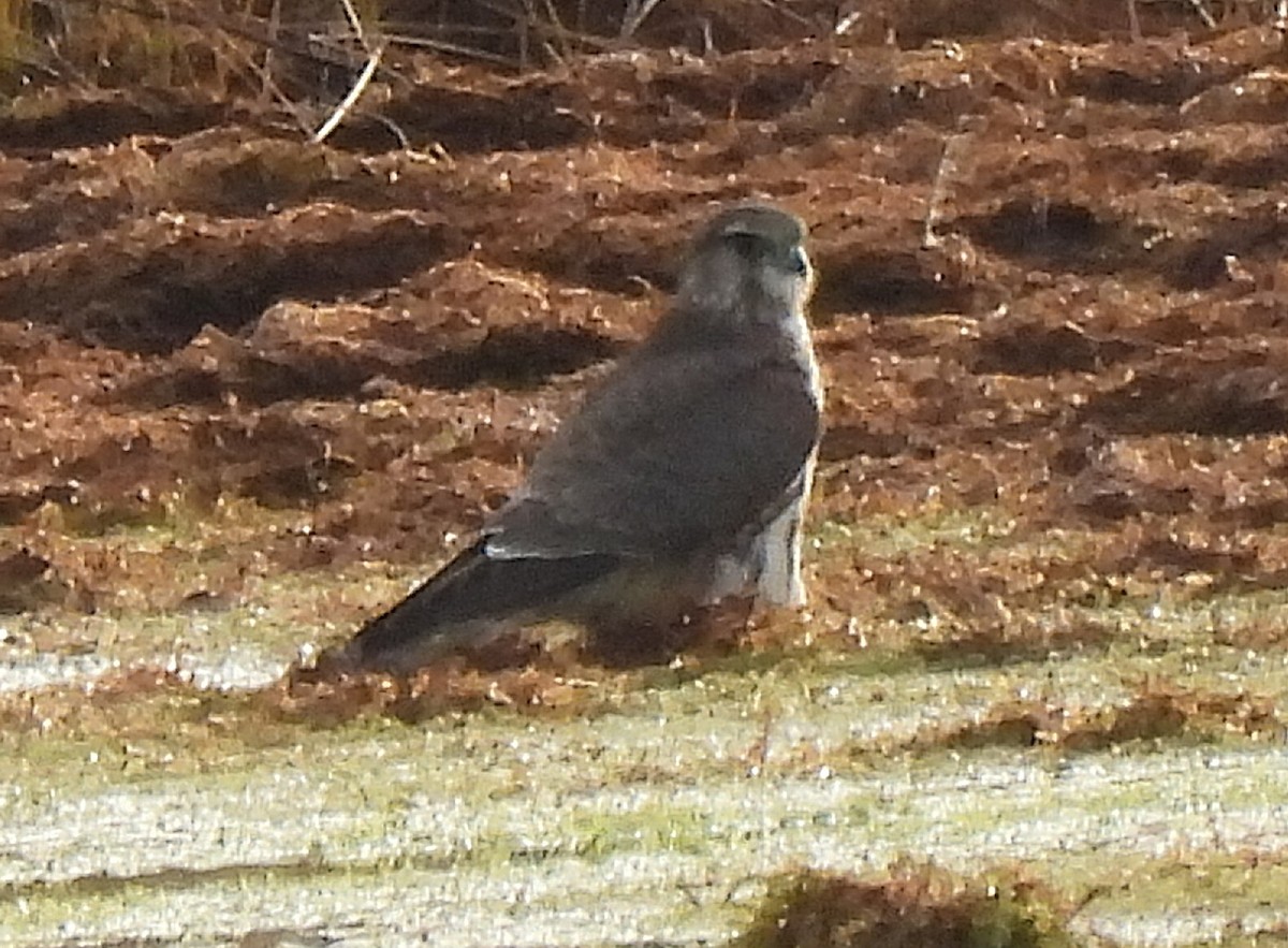 Merlin - ML646411056