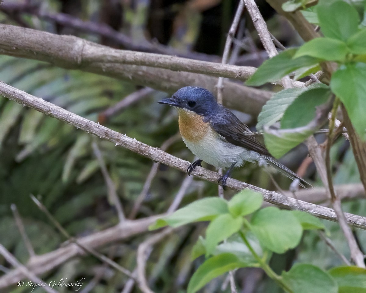 Leaden Flycatcher - ML646411058