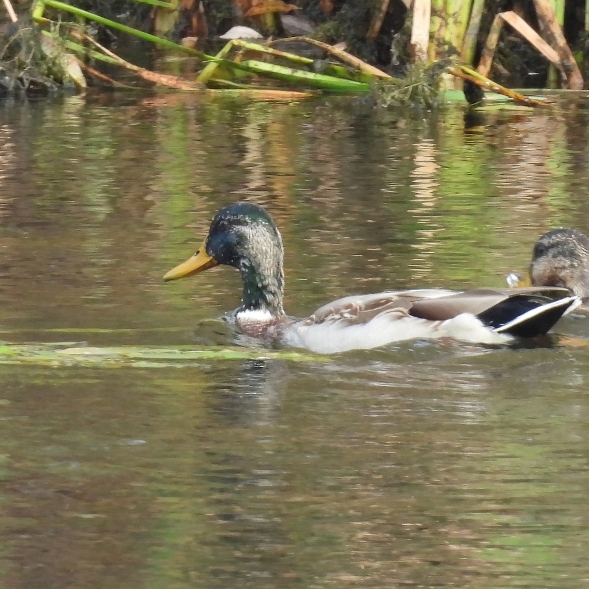 Mallard - ML646411059