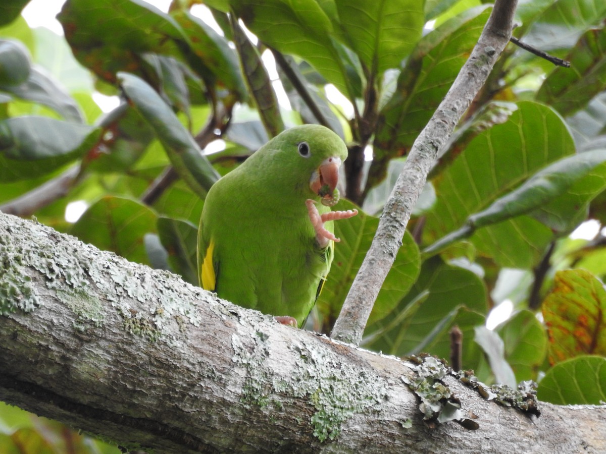 tirika jižní - ML646411060