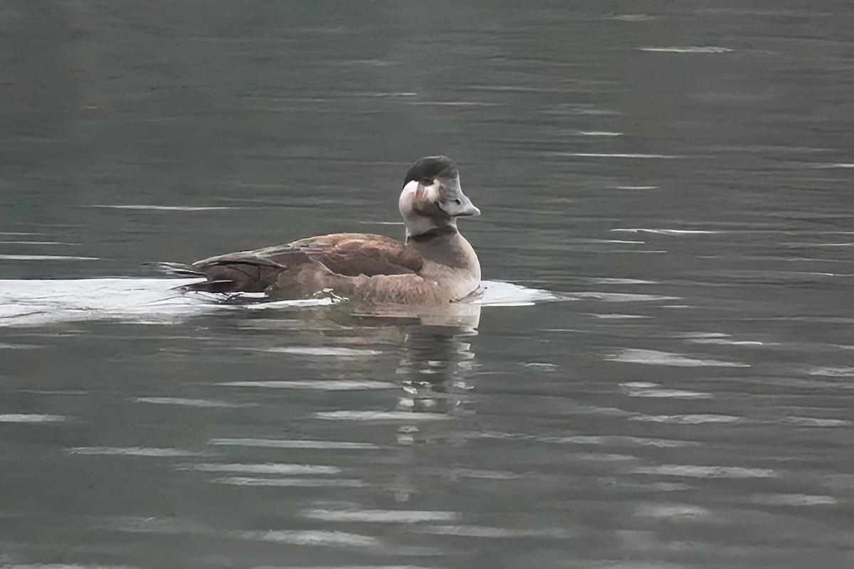 Ahatebeltz kopetazuria - ML646411061