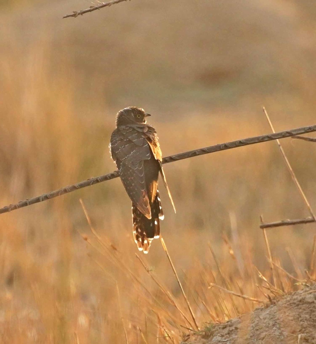 Common Cuckoo - ML646411062