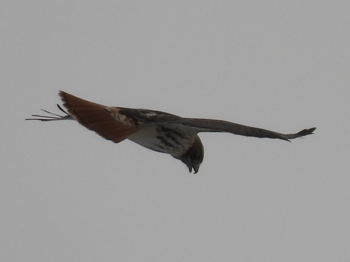 Red-tailed Hawk - ML646411063