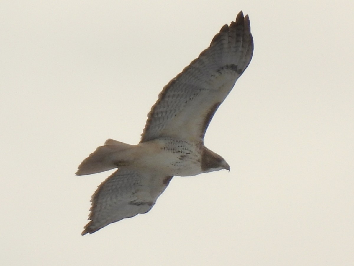 Red-tailed Hawk - ML646411064