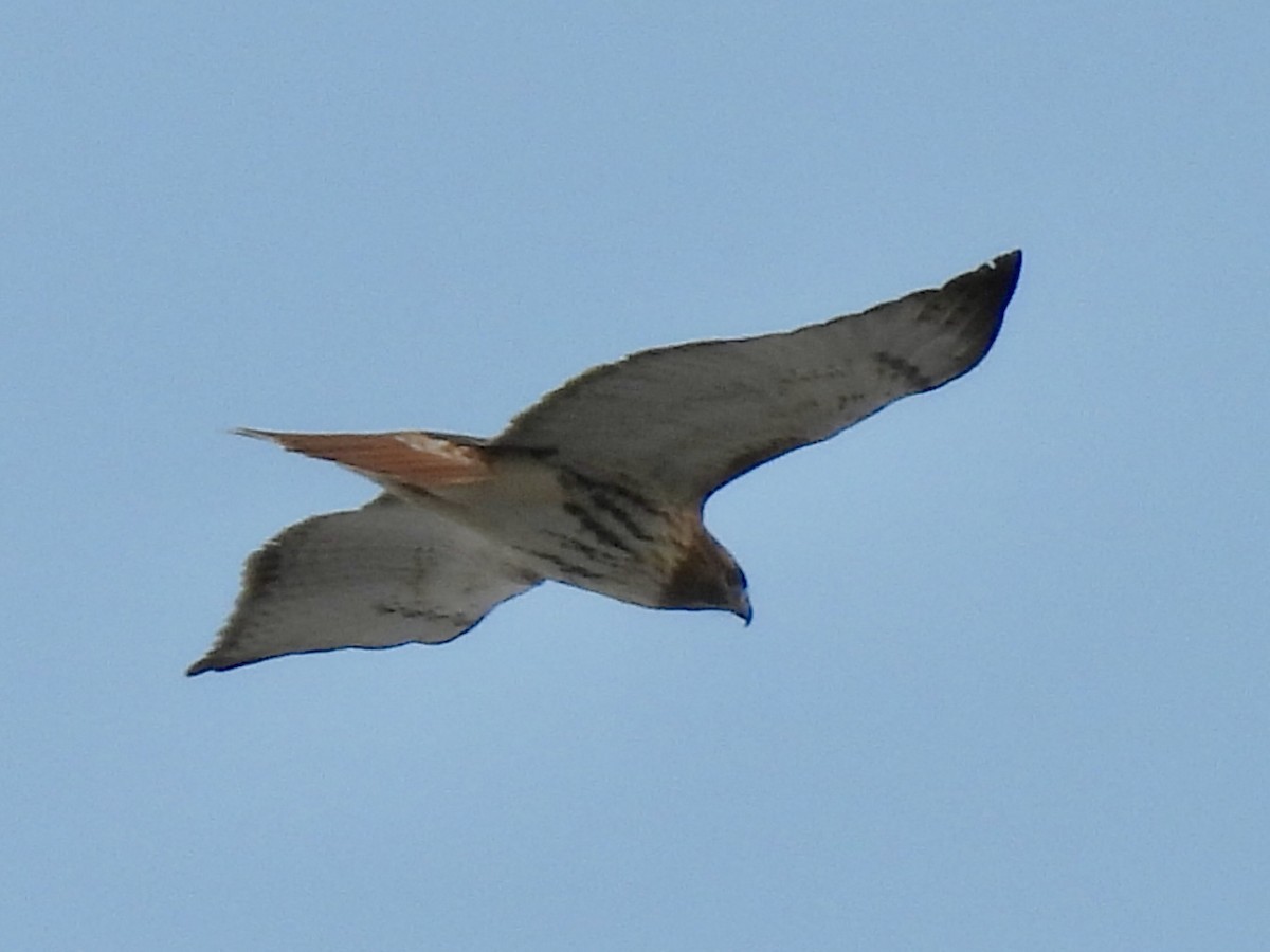 Red-tailed Hawk - ML646411065