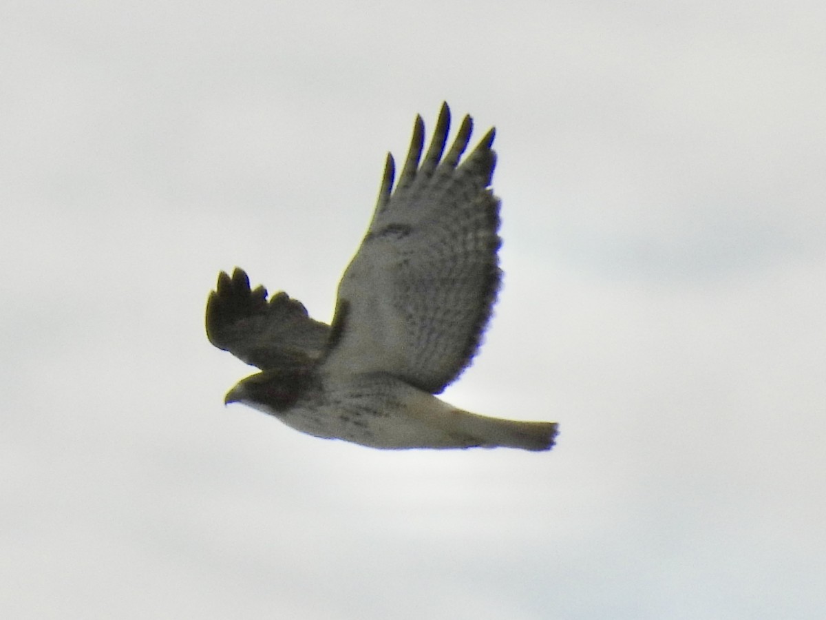 Red-tailed Hawk - ML646411066