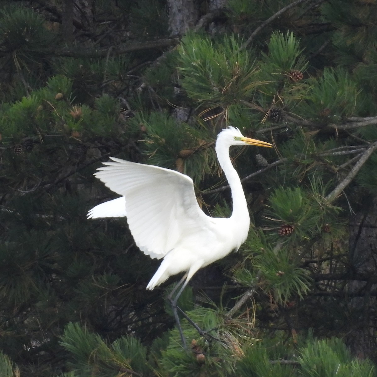 Great Egret - ML646411068