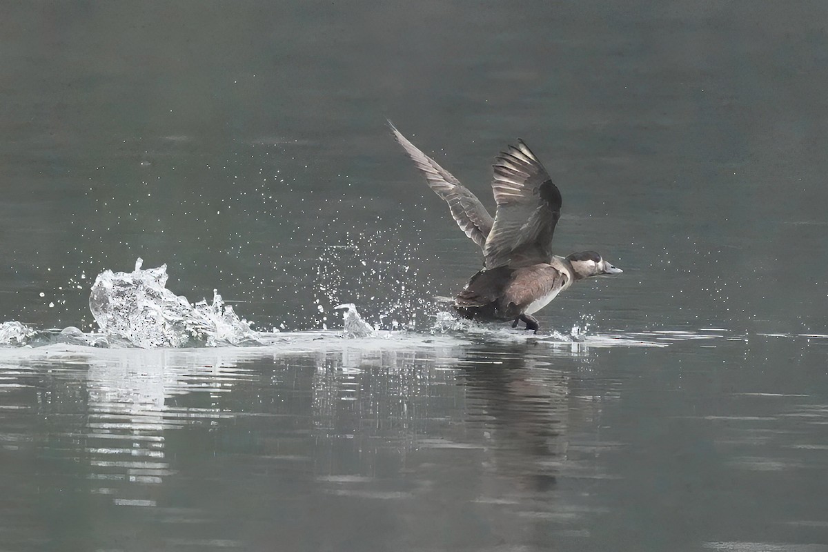 Ahatebeltz kopetazuria - ML646411069