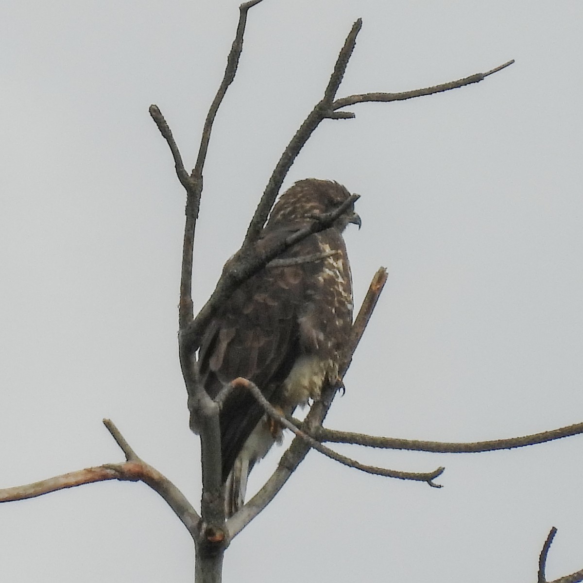 Common Buzzard - ML646411070