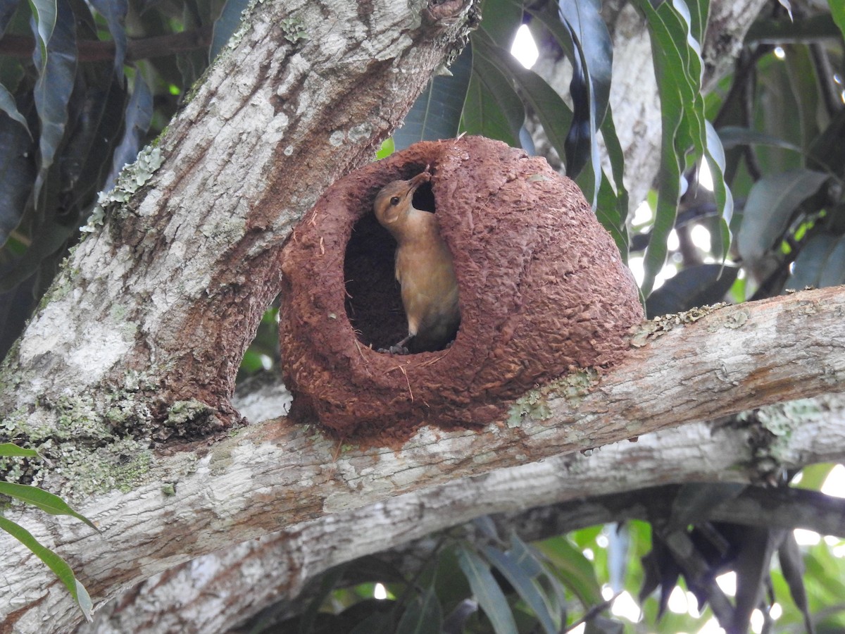 Rufous Hornero - ML646411071