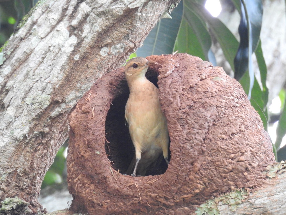 Rufous Hornero - ML646411072