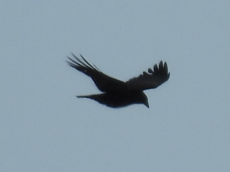 American Crow - ML646411073