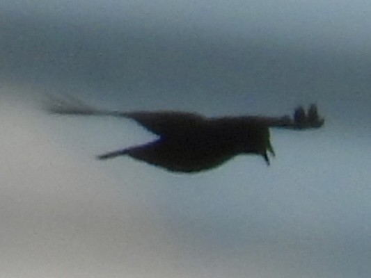 American Crow - ML646411074