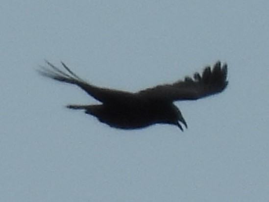 American Crow - ML646411075
