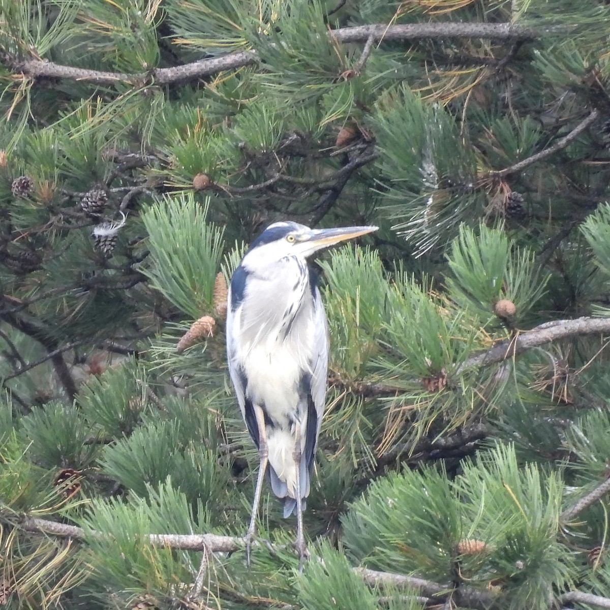 Gray Heron - ML646411077