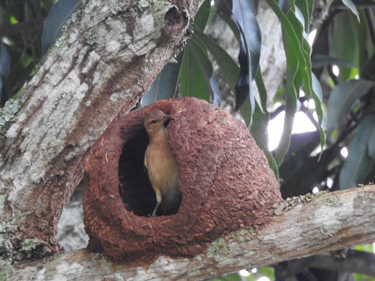 Rufous Hornero - ML646411078