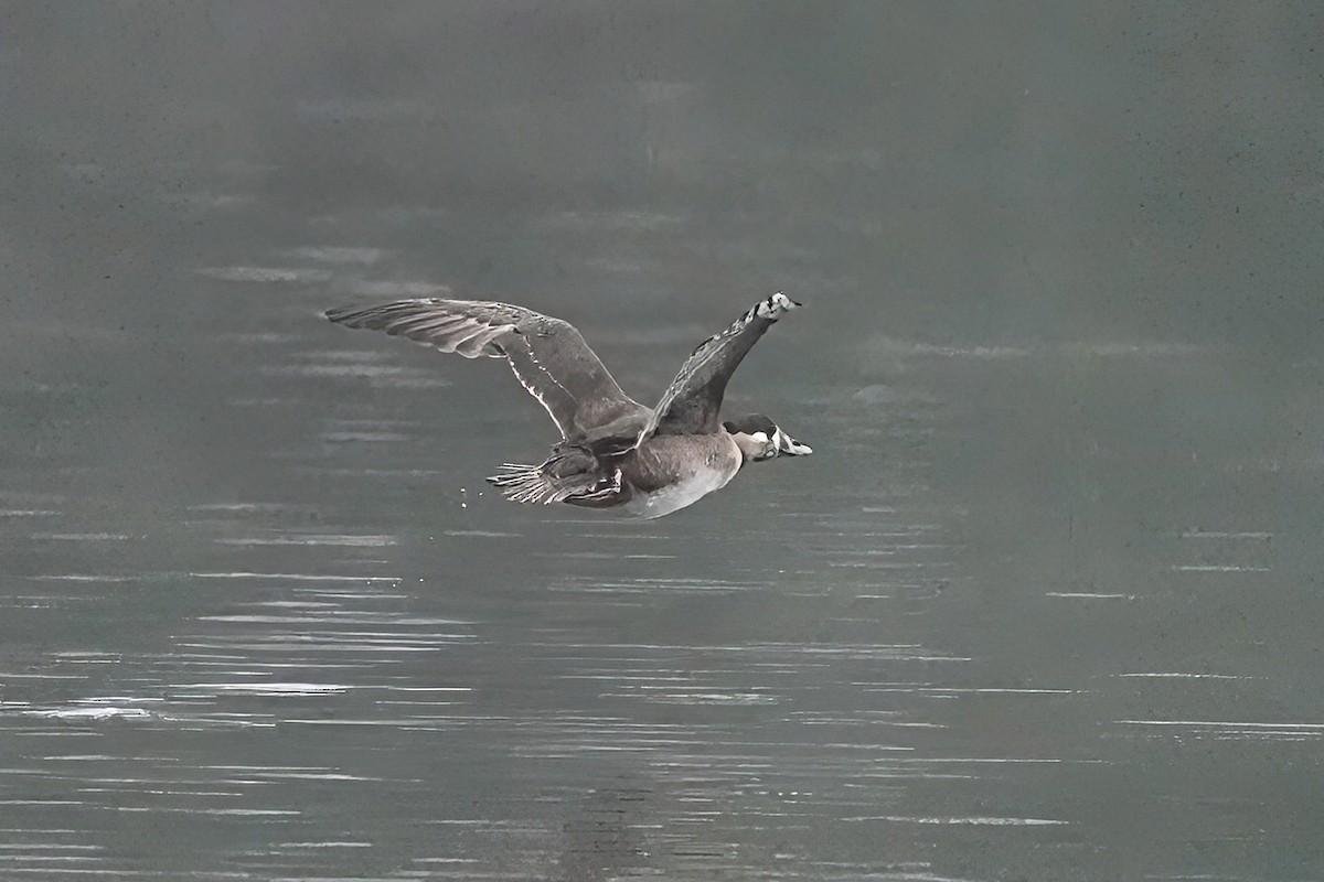 Ahatebeltz kopetazuria - ML646411079