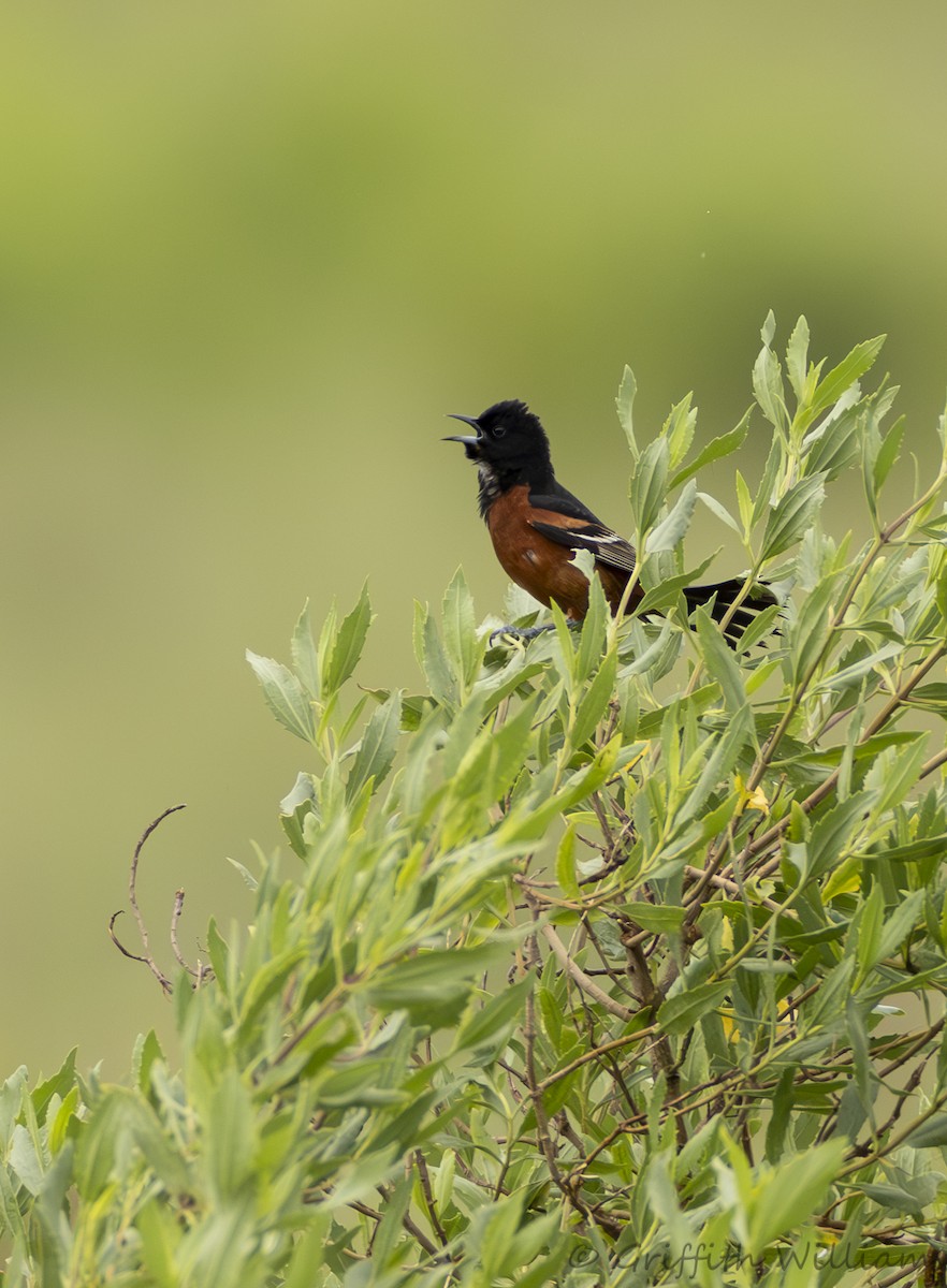 Orchard Oriole - ML646411081