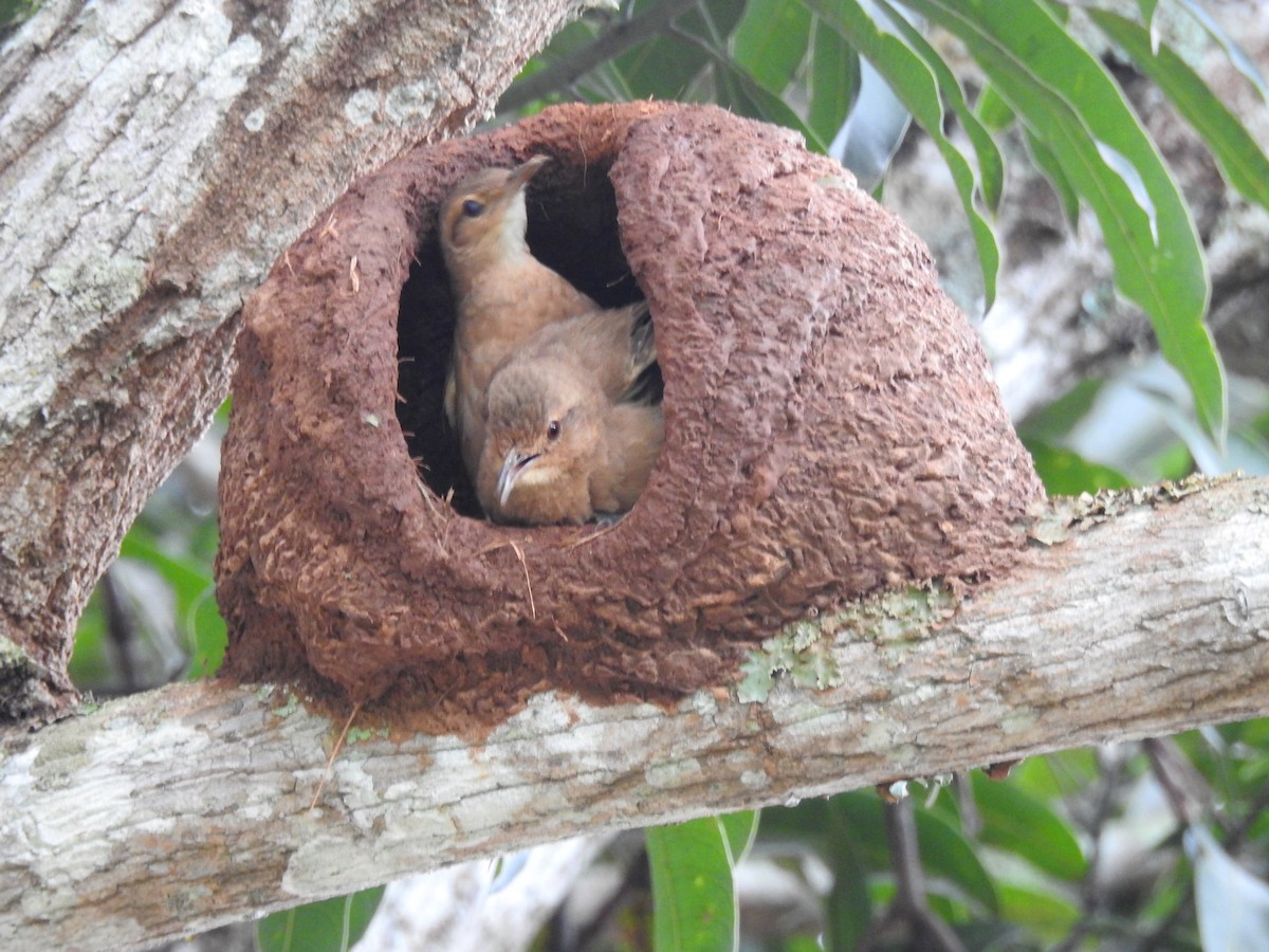 Rufous Hornero - ML646411083