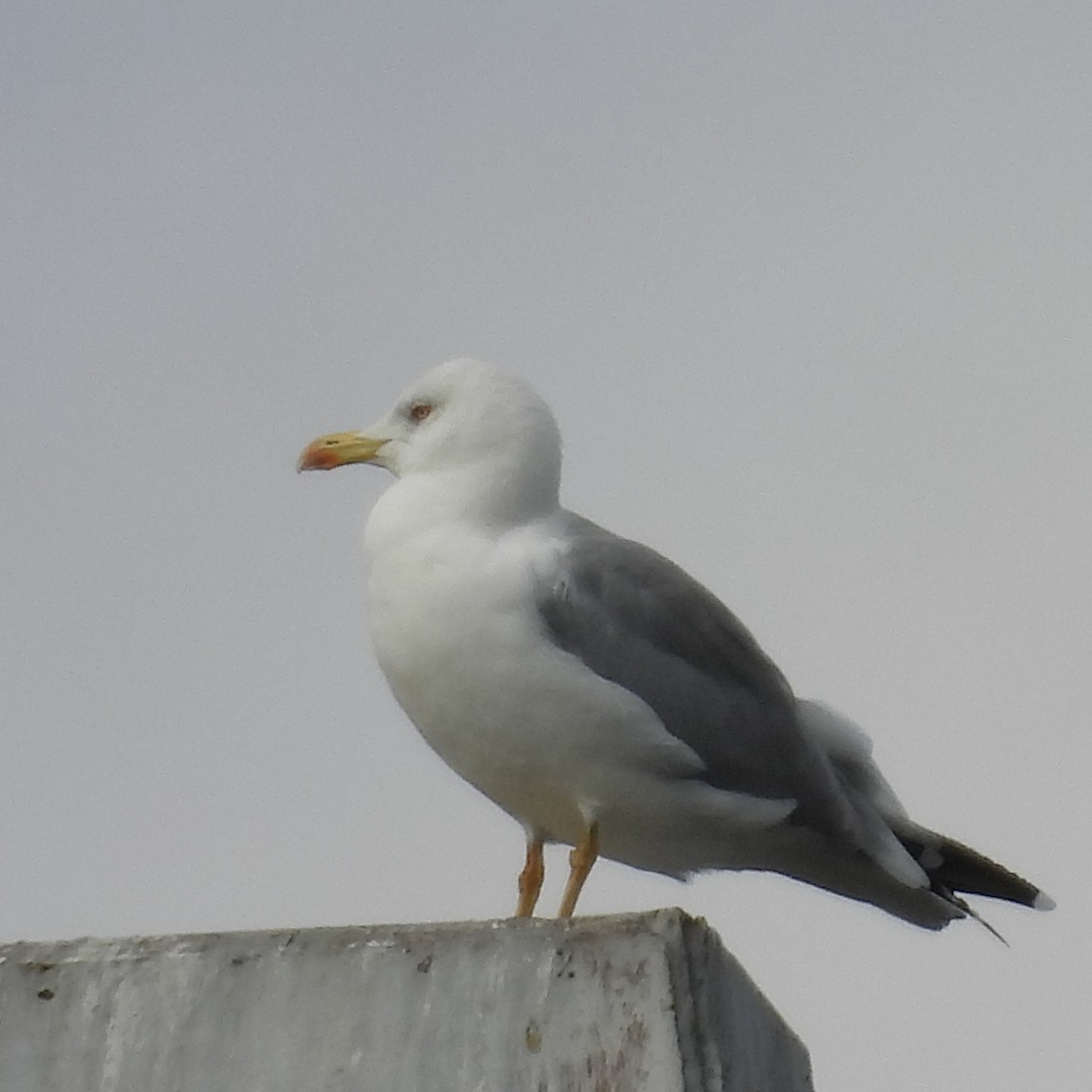 Yellow-legged Gull - ML646411084