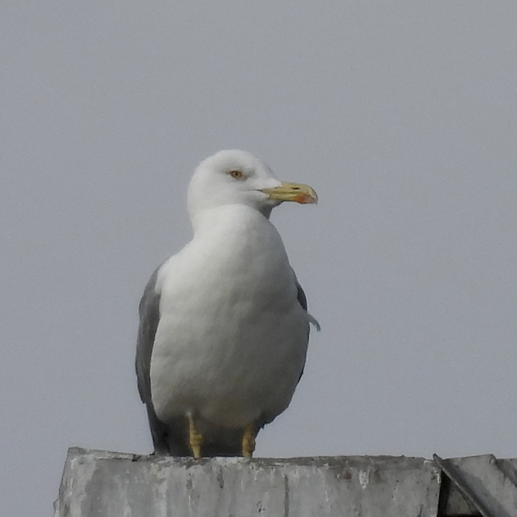 Yellow-legged Gull - ML646411085