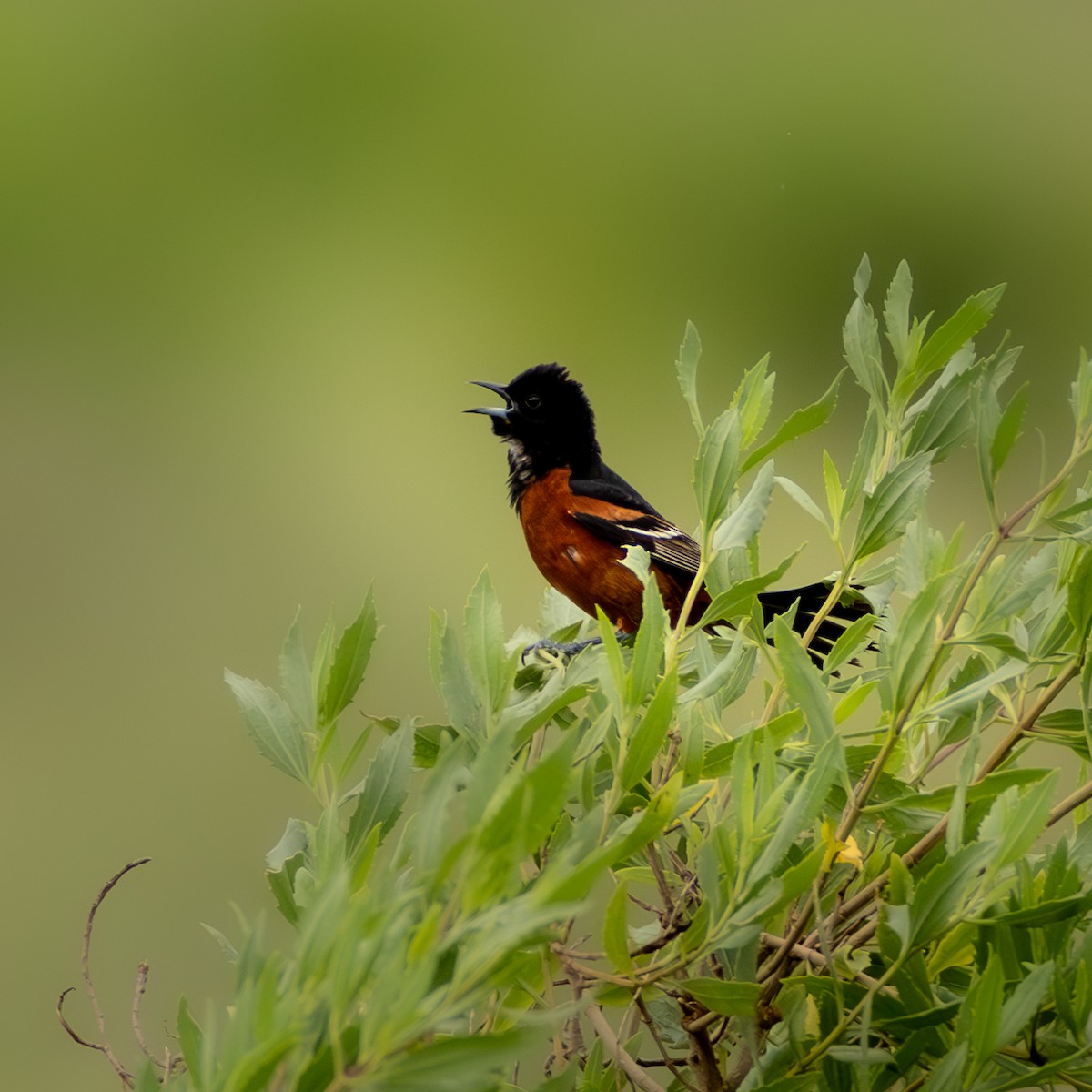 Orchard Oriole - ML646411086