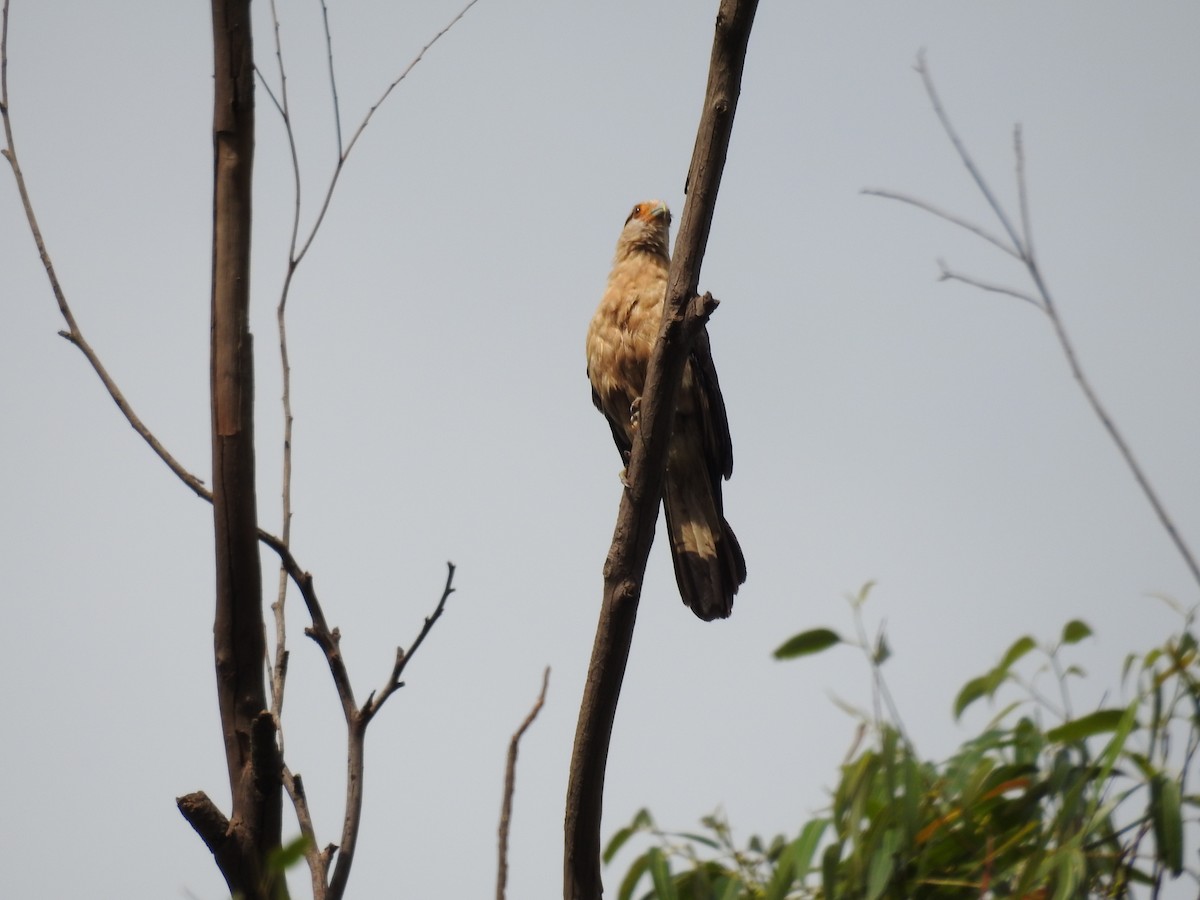 čimango žlutavý - ML646411088