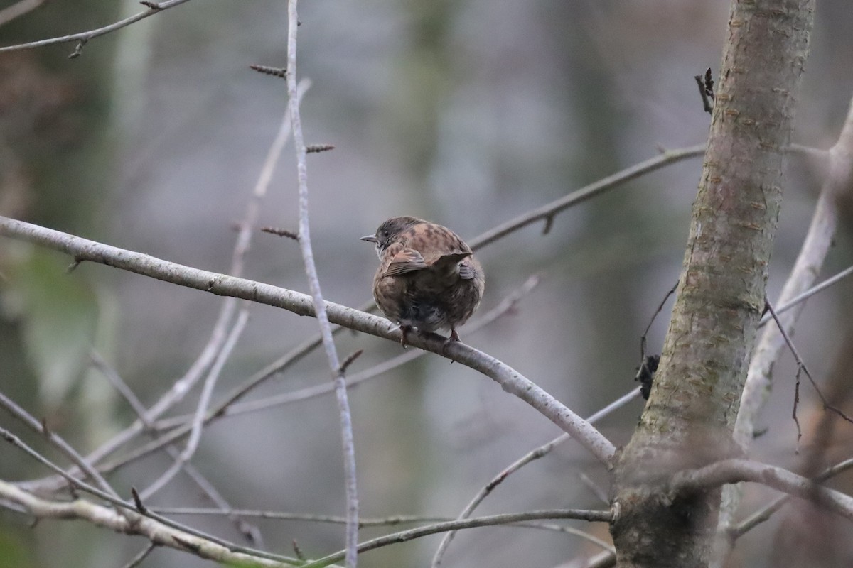 סתרי מצוי - ML646411089