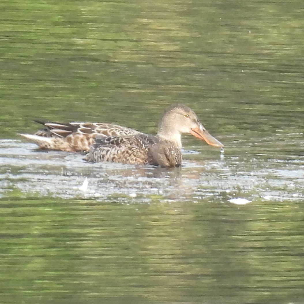 Northern Shoveler - ML646411090