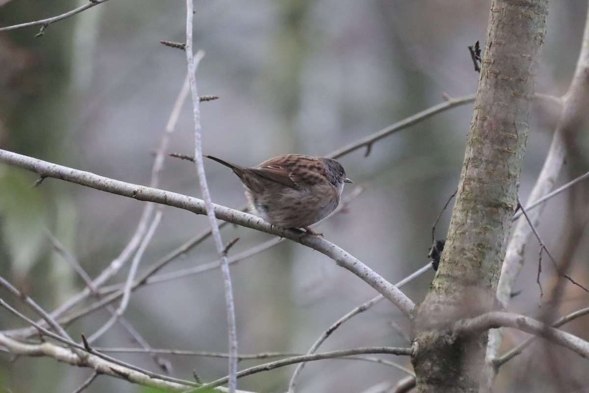 סתרי מצוי - ML646411091