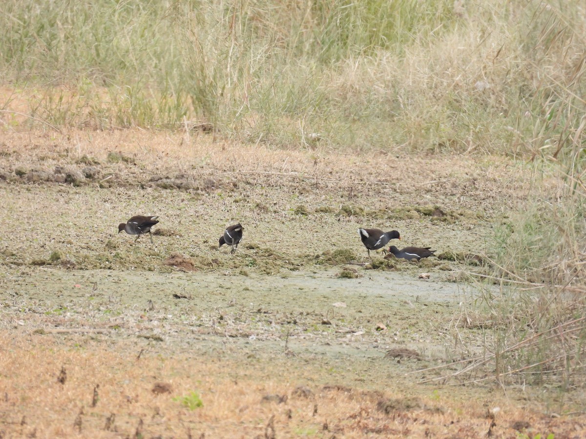 Gallinella d'acqua - ML646411101