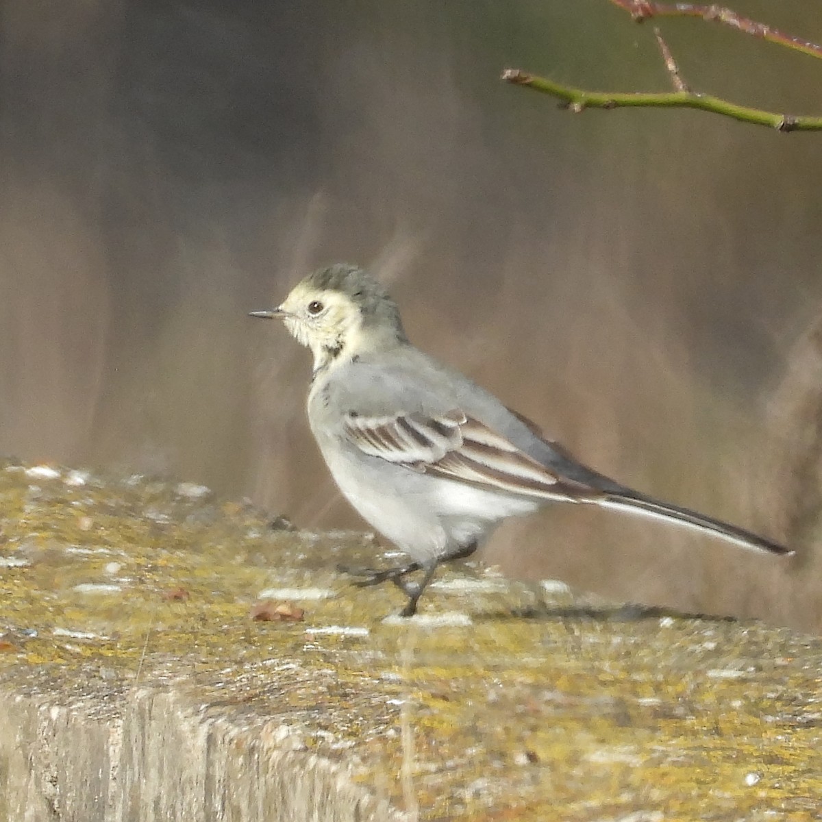 konipas bílý - ML646411102