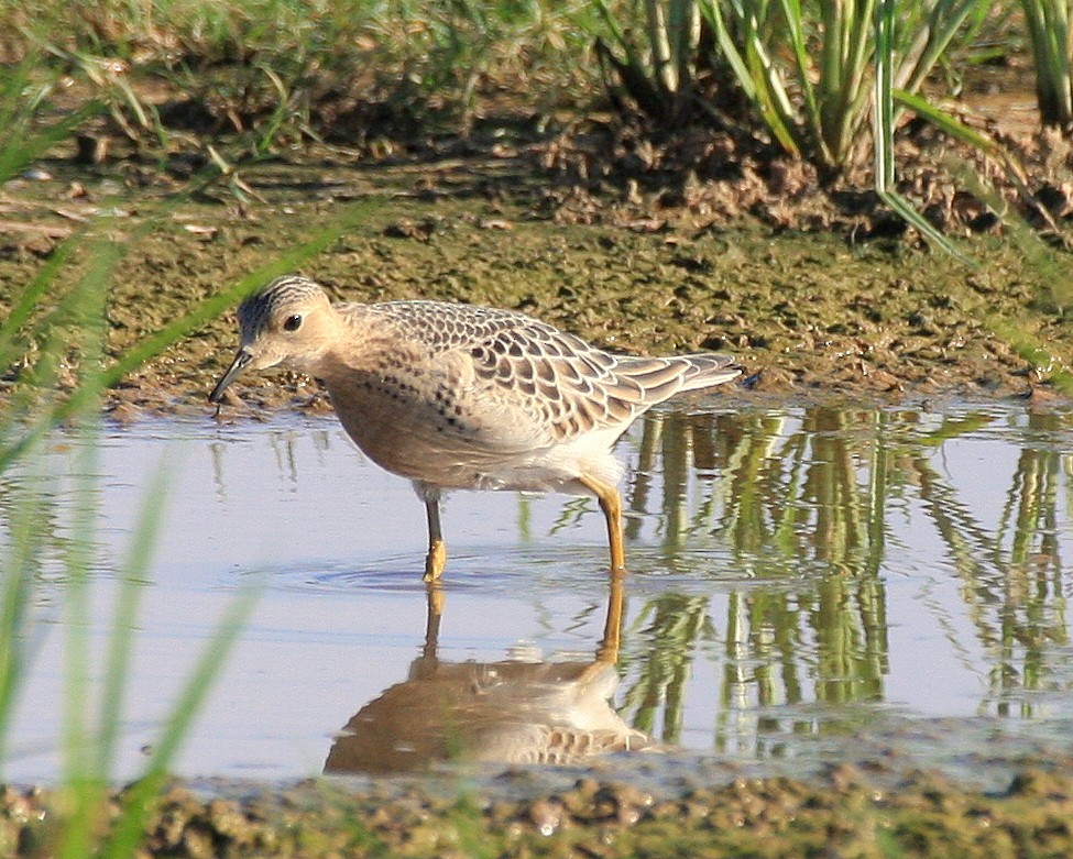 jespák plavý - ML646411106