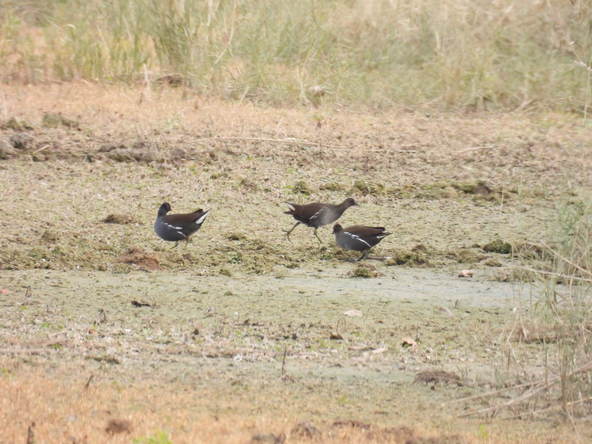Gallinella d'acqua - ML646411109