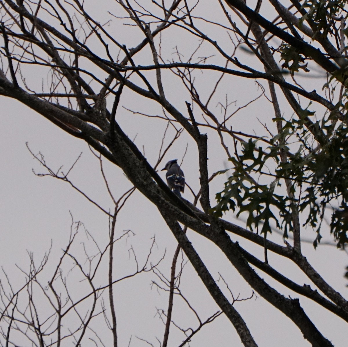 Blue Jay - ML646411110