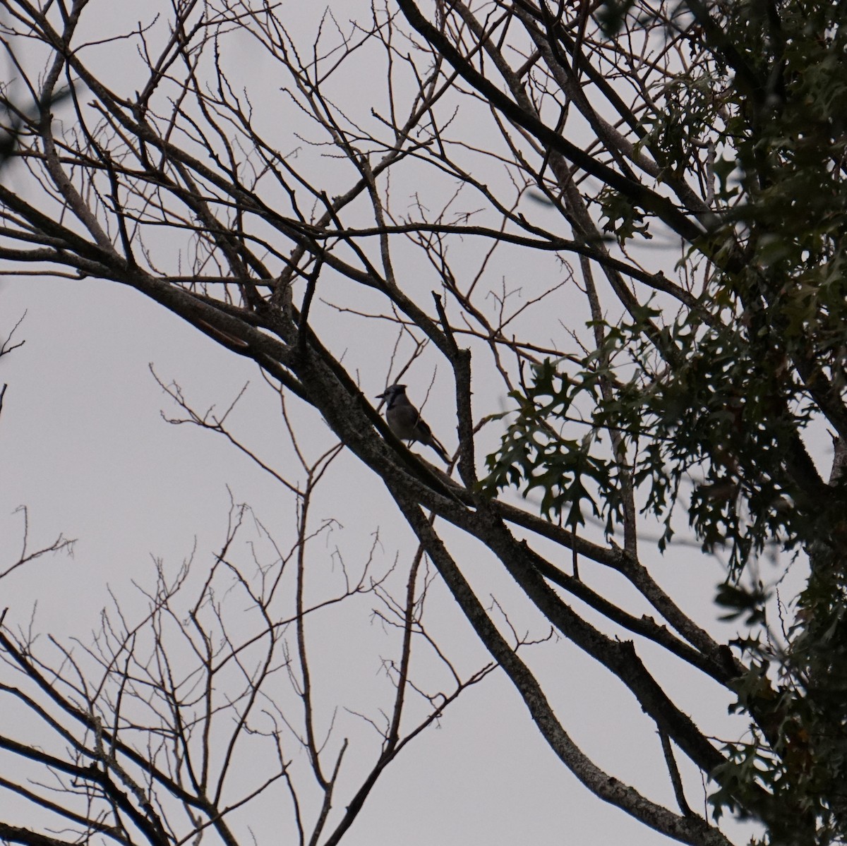 Blue Jay - ML646411111