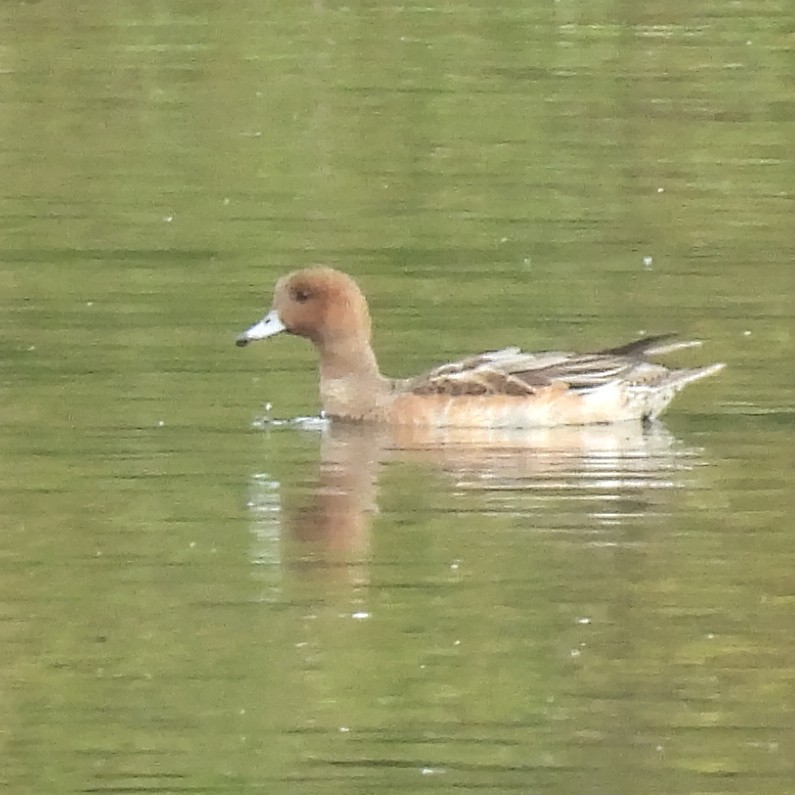 Eurasian Wigeon - ML646411112