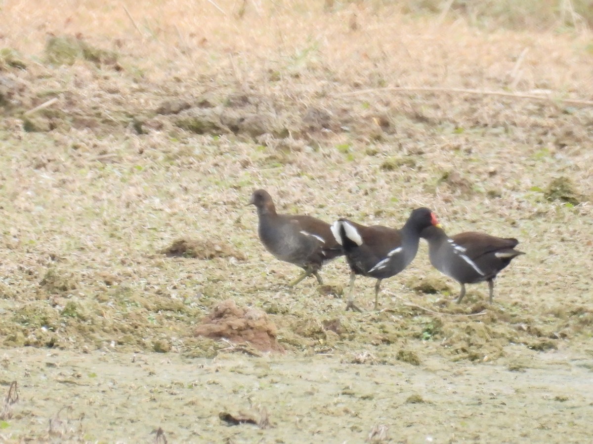 Gallinella d'acqua - ML646411113