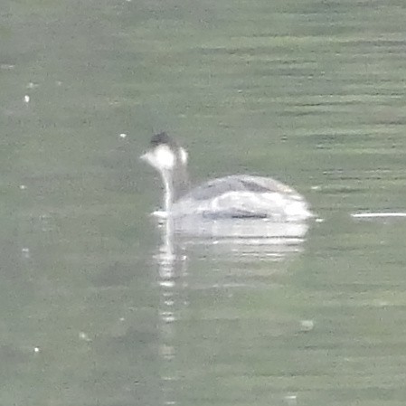 Eared Grebe - ML646411154