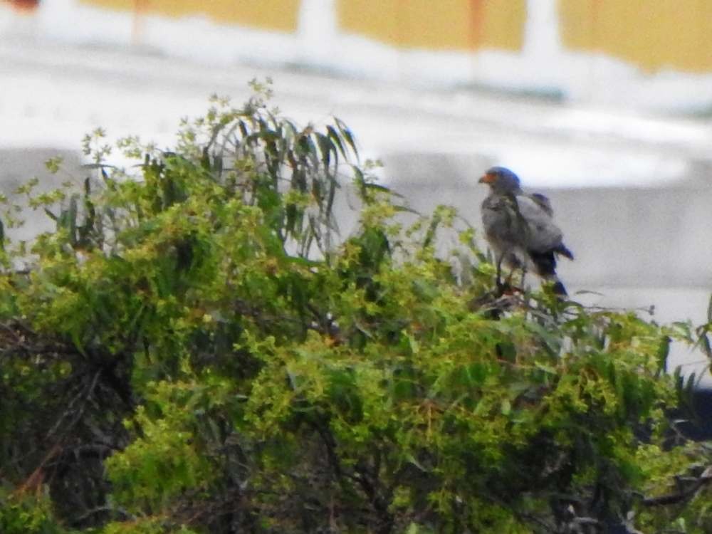 káně krahujová - ML646411155