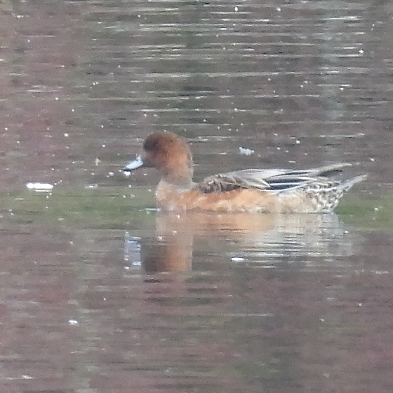 Eurasian Wigeon - ML646411160