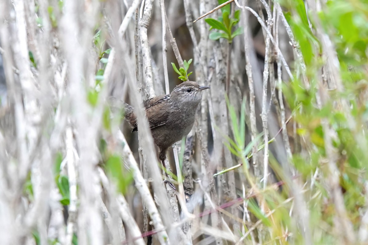 Bataklık Çıtkuşu - ML646411161