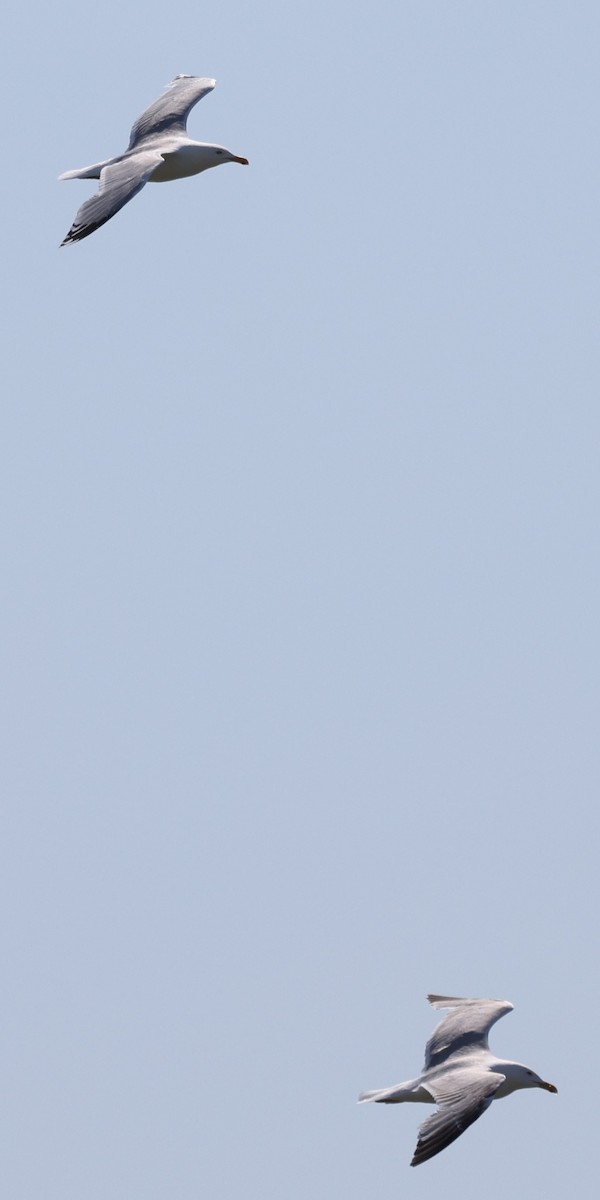 European Herring Gull - ML646411163