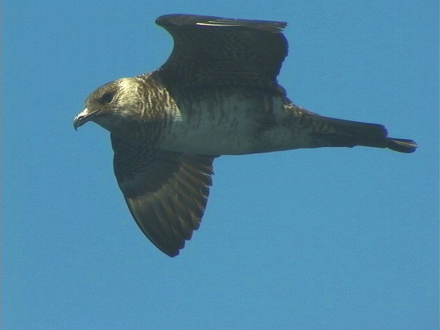 トウゾクカモメ - ML646411166