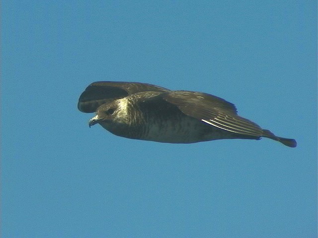 トウゾクカモメ - ML646411167