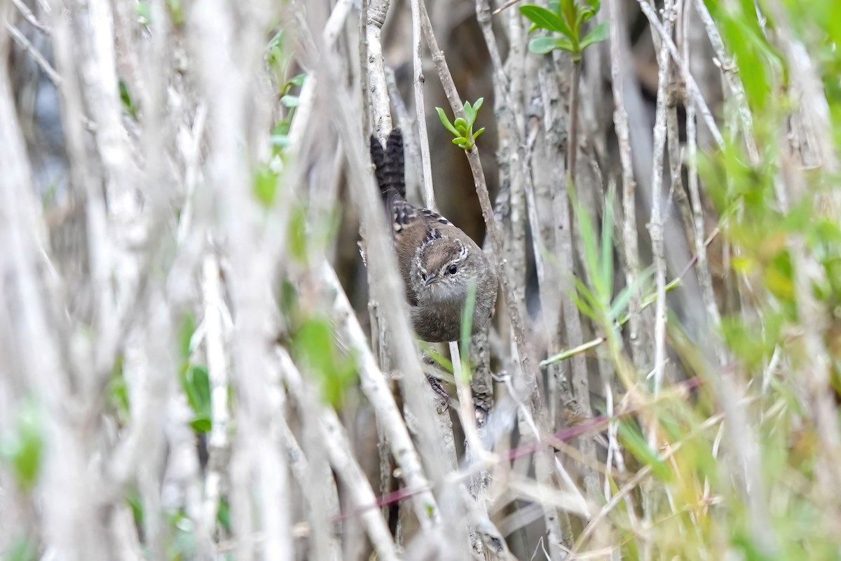 Bataklık Çıtkuşu - ML646411168