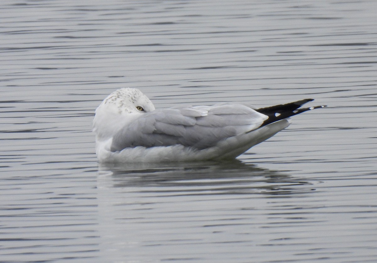Ring-billed Gull - ML646411169