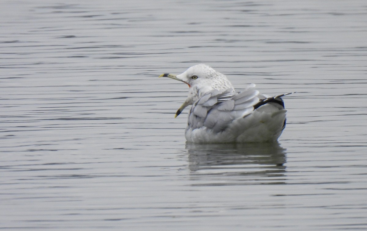 Ring-billed Gull - ML646411171