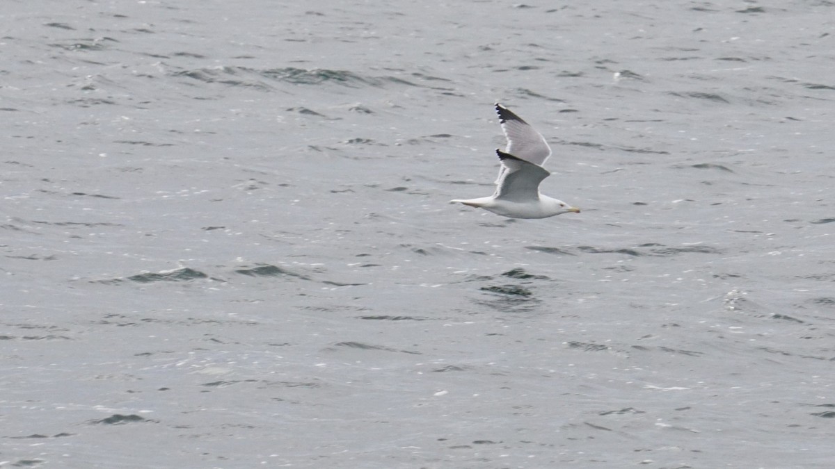 Мартин скельний - ML646411173