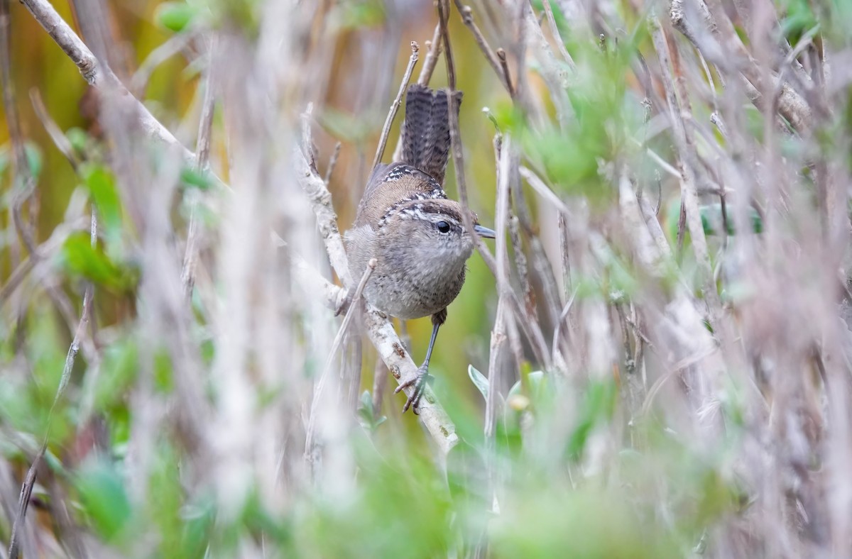 Bataklık Çıtkuşu - ML646411176